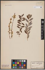 Foto von Salix aurita L. x Salix repens L.